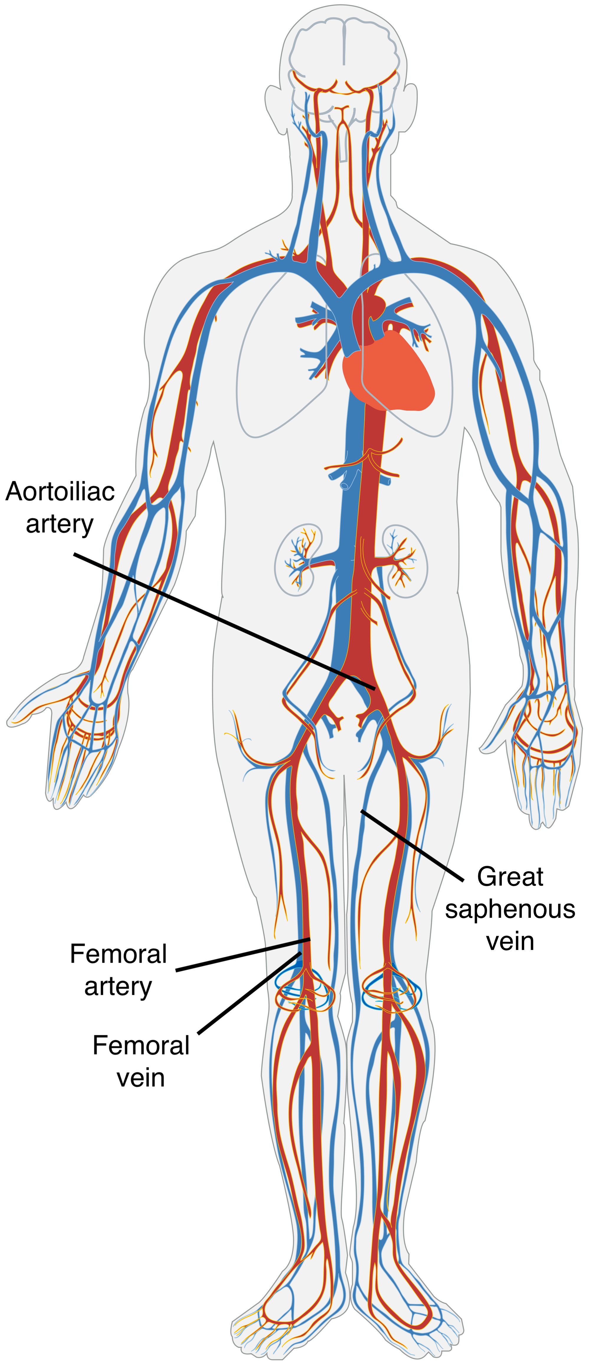 About Vascular Tissue Donating Veins And Arteries AATB